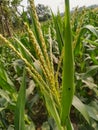 ÃÂ 

Corn tassel sway in the late summer breeze. Green corn field Royalty Free Stock Photo